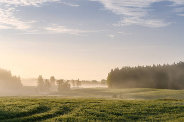 スウェーデンの森と牧草地の風景と自然の上の朝 - meadow forest field sunrise ストックフォトと画像