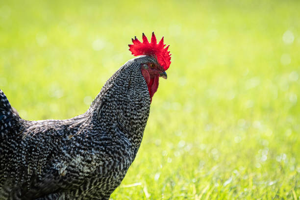Plymouth Rock rooster with negative space to the right