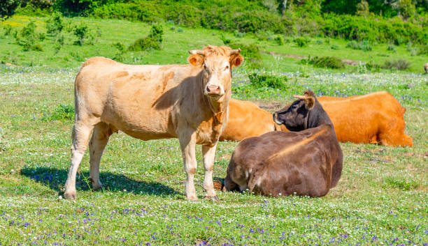 istock Cows in a green field on a sunny day 1342627640