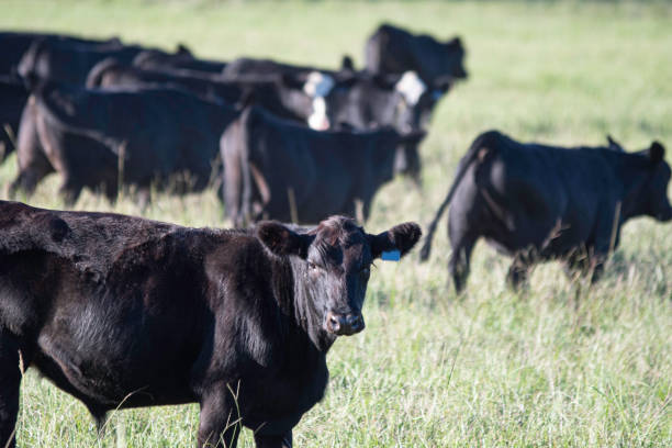 istock Angus steer with herd walking away 1342627993