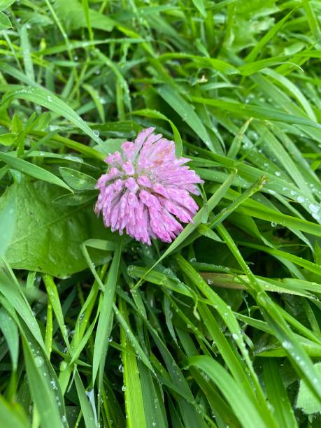 Clover Pink clover flower among green grass after rain chives allium schoenoprasum purple flowers and leaves stock pictures, royalty-free photos & images