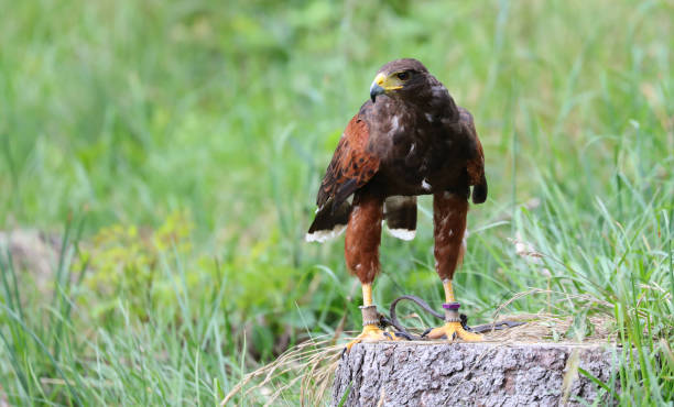 big bird called hawk of harris or peuco - harris hawk hawk bird of prey bird imagens e fotografias de stock
