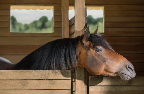 istock Horse is standing in a stall and stretching its neck. 1342632362