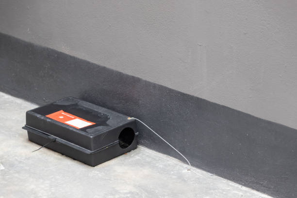 Close-up view of a rat trapped in a transparent rodent catcher, highlighting the challenges of urban wildlife management.