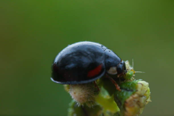 lady bugs with prey ladybugs with prey, taken at shimizu japan japanese ladybug stock pictures, royalty-free photos & images