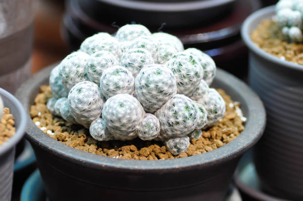 mammillaria, mammillaria plumosa lub kaktus - mammillaria cactus zdjęcia i obrazy z banku zdjęć