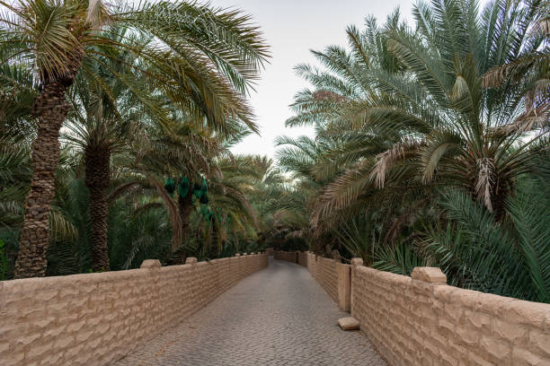istock Date Farm in Al Ain, UAE 1342650288