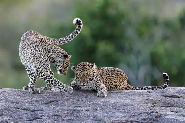 Photo of Leopard mother with young animal