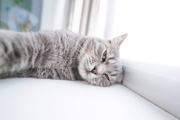 istock sleepy mongrel cat with funny emotions and a suspicious look. 1342664635
