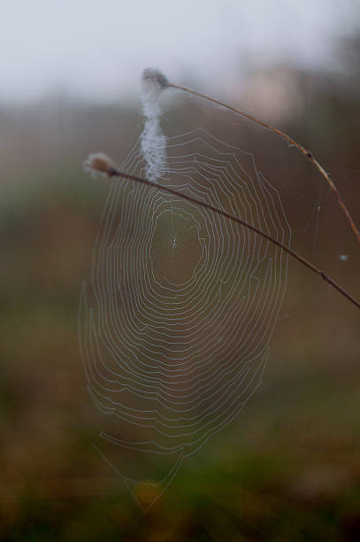 istock Beautiful symmetrical spider web in the morning 1342666798