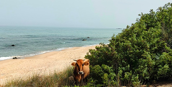 a brown cow standing where the forest crosses with the sand of the beach