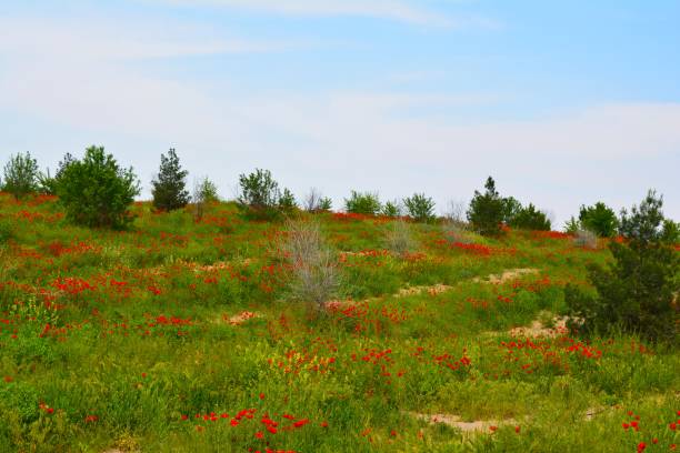 istock Poppies in the field 1342687025