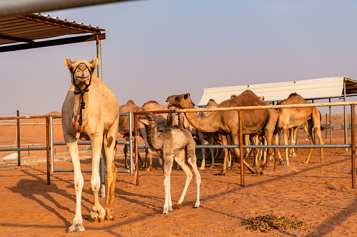 A camel farm for racing camels in Al Ain, UAE