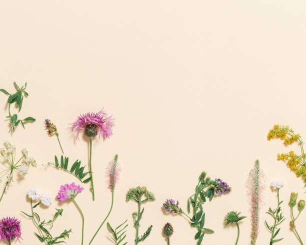 istock Minimal natural floral background with summer wild flower and grass. Botanical pattern 1342687445