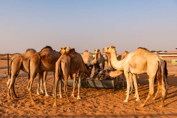istock Camel Farm in Al Ain, UAE 1342689088