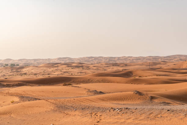 istock Camel Farm in Al Ain, UAE 1342689611