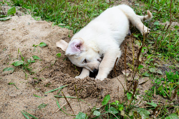 Free picture: dog, adorable, playful, sand, pile, pet, outdoors, animal ...