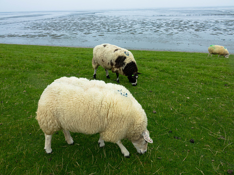 Flock of sheep on a dyke in the Wadden Sea in Friesland, Netherlands