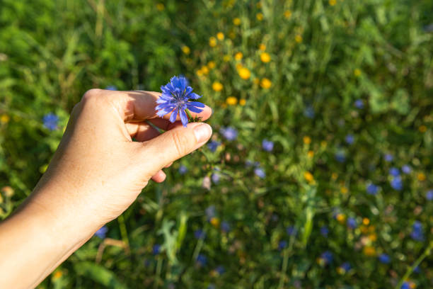 istock Chicory flower in human hand with meadow background 1342705770