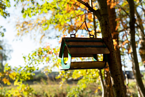 istock Wooden bird feeder hanging on tree branch in autumn forest 1342706633
