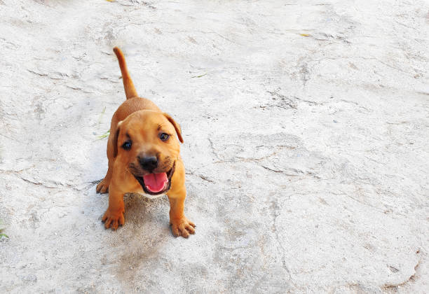 istock pit bull puppies light brown in the yard. 1342711212
