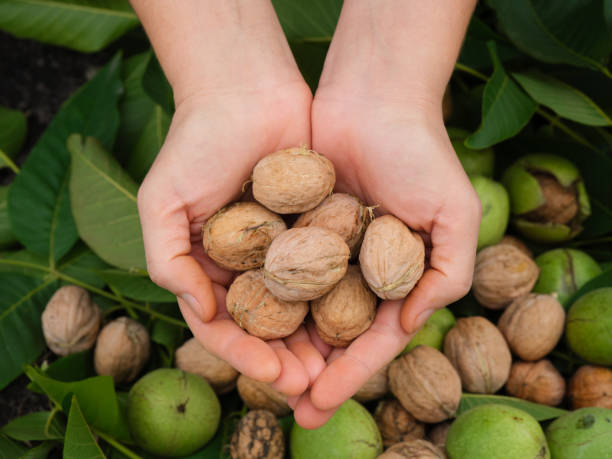 istock A woman holding freshly harvested walnuts in her hands 1342713913