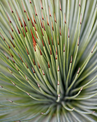 Agave striata with an inward view
