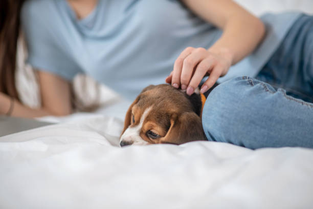 istock Cute puppy lying next to his owner while she watching something online 1342714902