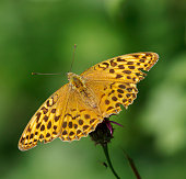 silbergewaschener-fritillary-butterfly-weibchen.jpg?b=1&s=170x170&k=20&c=S0ZrDrEAVAa5GF-o6A_Q5b4tY8IZAwi4xmdhGrGTNEA=