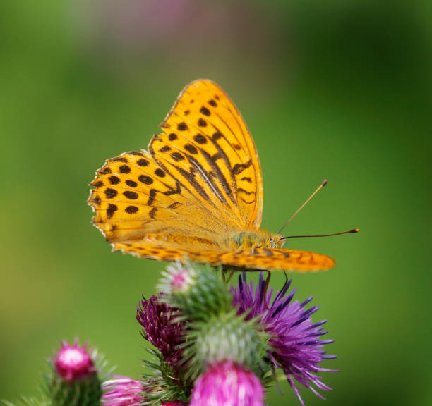 The silver-washed fritillary (Argynnis paphia) is a common and variable butterfly found over much of the Palearctic realm – Algeria, Europe, temperate Asia, and Japan.\nDescription:\nThe silver-washed fritillary butterfly is deep orange with black spots on the upperside of its wings, and has a wingspan of 54–70 mm, with the male being smaller and paler than the female. The underside is green, and, unlike other fritillaries, has silver streaks instead of silver spots, hence the name silver-washed. The caterpillar is black brown with two yellow lines along its back and long reddish-brown spines. \nThe male possesses scent scales on the upperside of the forewing that run along veins one to four. The scent produced from these scales attracts females and helps to distinguish it from other species. \nFood resouces:\nAdults feed on the nectar of bramble, thistles, and knapweeds, and also on aphid honeydew. The silver-washed is a strong flier, and more mobile than other fritillaries, and, as such, can be seen gliding above the tree canopy at high speed. Its preferred habitat is thin, sunny, deciduous woodland, especially oaks, but it has been known to live in coniferous woodland. \nThe main larval food plant of the species is the common dog violet (Viola riviniana).\nLife Cycle:\nWhen the egg hatches in August, the caterpillar immediately goes into hibernation until spring. Upon awakening, it will drop to the ground, and feeds on violets close to the base of the tree. The caterpillar usually feeds at night, and usually conceals itself during the day away from its food source, but during cool weather will bask in the sunny spots on the forest floor on dry, dead leaves. It will pupate amongst the ground vegetation, and the adults will emerge in June (source Wikipedia). \n\nThe Picture is made along a small River in the Eifel (Germany) in halfway August 2021.