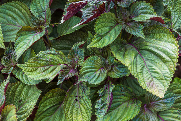 vista ravvicinata di foglie verdi accattivanti con la parte inferiore rossa meravigliosamente ricca perilla frutescens briton shiso per l'uso in cucina. svezia. - shiso foto e immagini stock