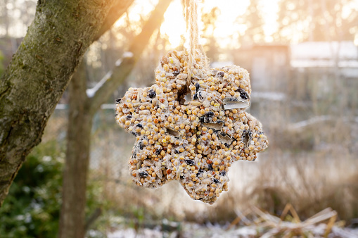 unique homemade manual bird feeder, winter garden. The bird feeder in the shape of a star formed from different types of grains. Protection of wild birds in nature during the cold season.