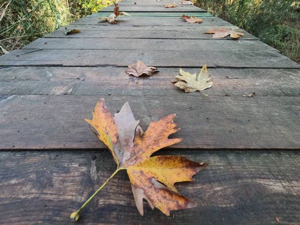 istock a leaf on the ground in autumn 1342724271
