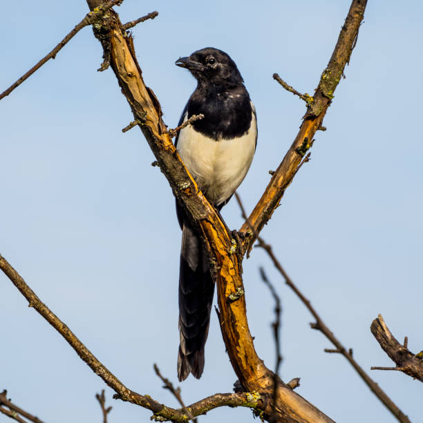 istock Magpie sitting on the dry tree 1342732504