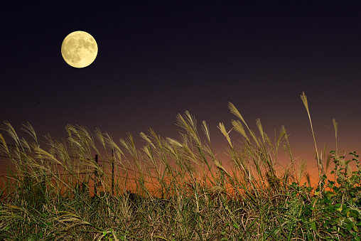The traditional Japanese harvest moon night. Japanese translation is 