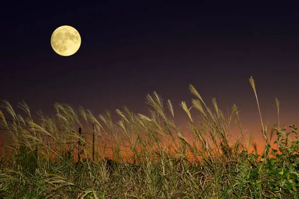 Photo of The full moon and Japanese pampas grass.
The harvest moon and Japanese pampas grass.
The harvest moon and Japanese pampas grass.