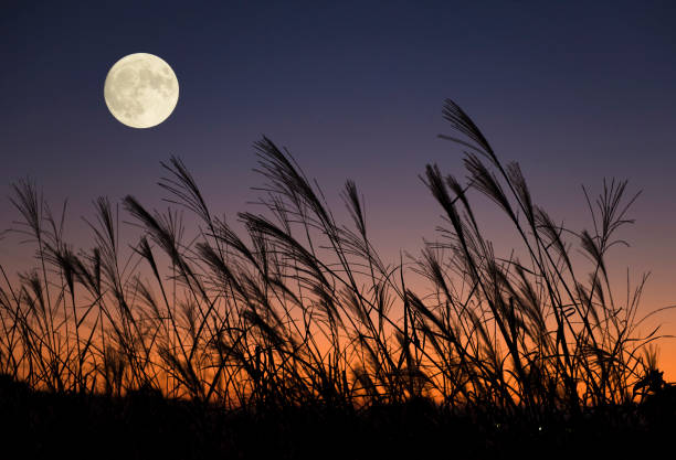 The full moon and Japanese pampas grass.
The harvest moon and Japanese pampas grass.
The harvest moon and Japanese pampas grass. The traditional Japanese harvest moon night. Japanese translation is "Tsukimi". red full moon stock pictures, royalty-free photos & images