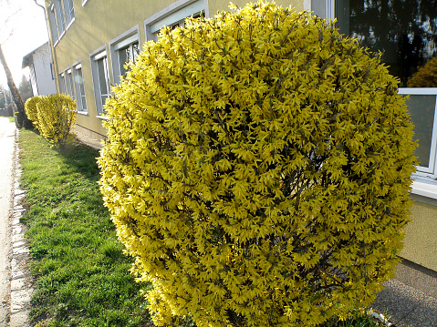 A blooming forsythia bush in spring in the Salzkammergut, Austria, Europe