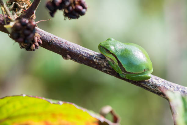 Hyla arborea - Green tree frog on a stalk. The background is green. The photo has a nice bokeh. Wild photo
