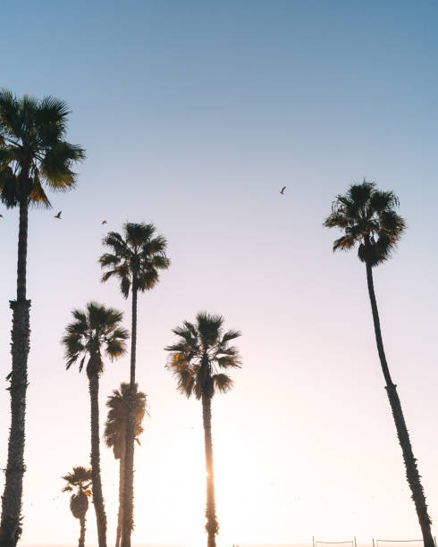 istock Palm trees, birds and sunset 1342764276