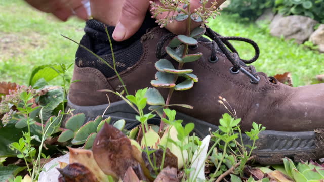 Hiker treating an itching tick bite with an evergreen succulent leaf for its medical properties for irritated skin
