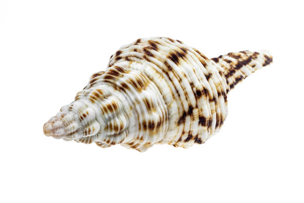 istock shells of a sea snail on a white isolated background 1342770686