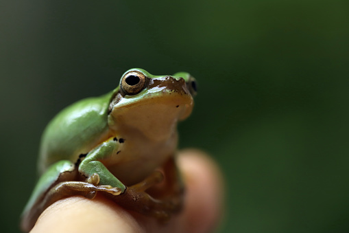 Marsh frog (Pelophylax ridibundus) inflating its vocal sacs in a pond in early spring. Alsace, France.