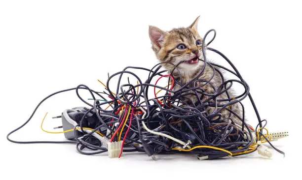 Kitten and a pile of gnawed wires isolated on a white background.