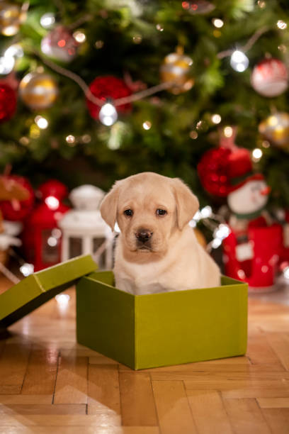istock New pet for Christmas 1342778329