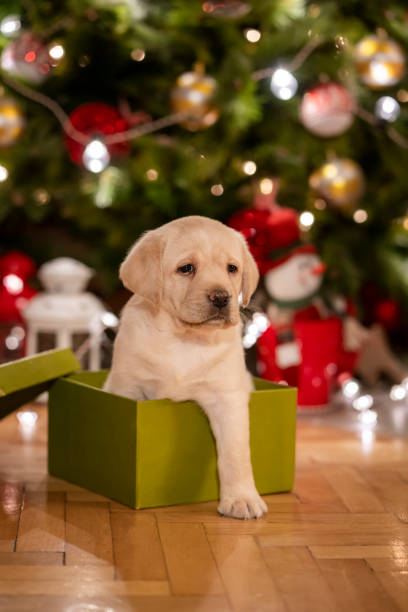 istock New pet for Christmas 1342778338
