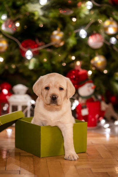 istock New pet for Christmas 1342778359