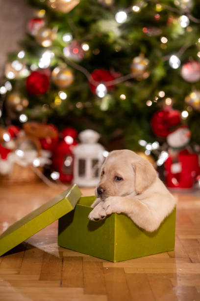 istock New pet for Christmas 1342778388