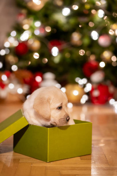 istock New pet for Christmas 1342778409