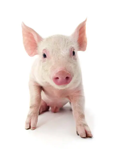 One little dirty piglet isolated on a white background.